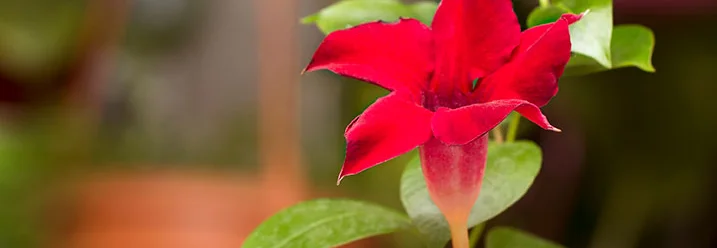 Rote Dipladenienblüte